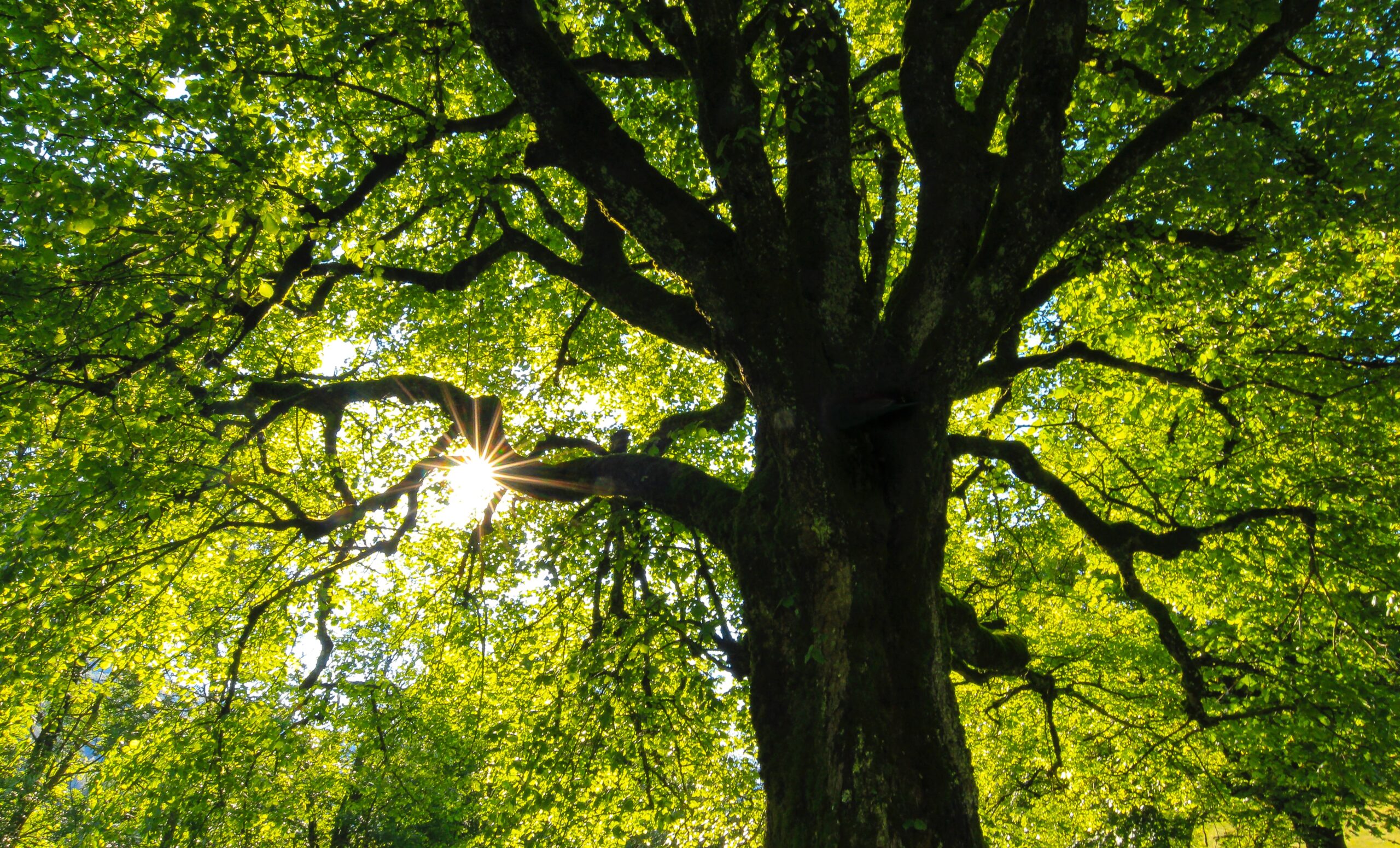 Woodpro Baum Äste